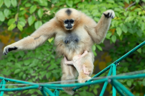 Kolejne sensacyjne narodziny we wrocławskim zoo - 0