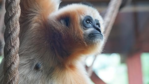 Kolejne sensacyjne narodziny we wrocławskim zoo - 2