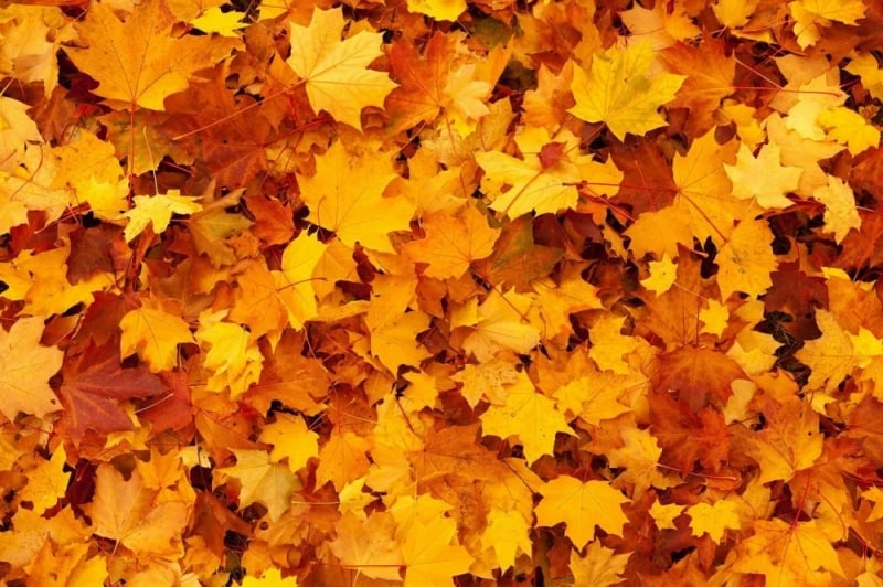 Nawet 1500 złotych grzywny lub 500 zł mandatu za niesprzątnięte liście koło domu - zdjęcie ilustracyjne fot. pixababy