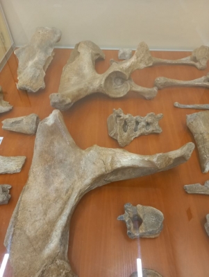 Szczątki prehistorycznych zwierząt można zobaczyć w Żarowie k. Świdnicy - 0