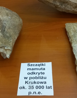 Szczątki prehistorycznych zwierząt można zobaczyć w Żarowie k. Świdnicy - 1