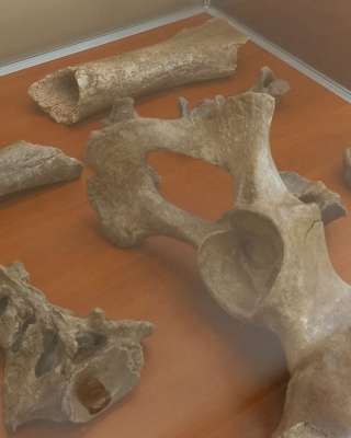 Szczątki prehistorycznych zwierząt można zobaczyć w Żarowie k. Świdnicy - 2