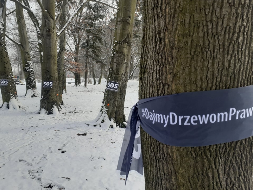 Czarne wstążki na drzewach na wrocławskim Sępolnie. To ogólnopolska akcja - fot. Elżbieta Osowicz