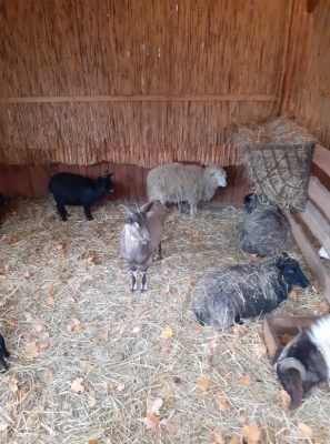 Wrocław: Żywa szopka po raz 25 - 2