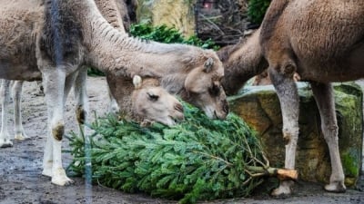 Niesprzedane choinki frajdą dla zwierzaków z zoo [FOTO]