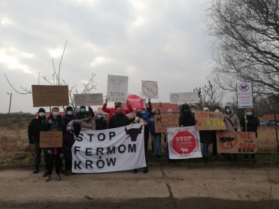 Krowy za płotem. Mieszkańcy Sadkowa nadal walczą o przyszłość wioski