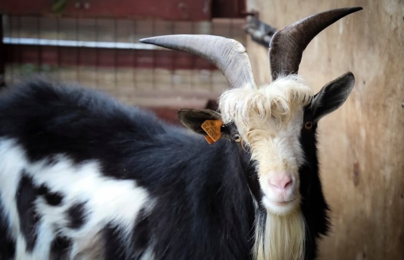 Nowy mieszkaniec ZOO w Lubinie. To koza sandomierska - fot. ZOO Lubin