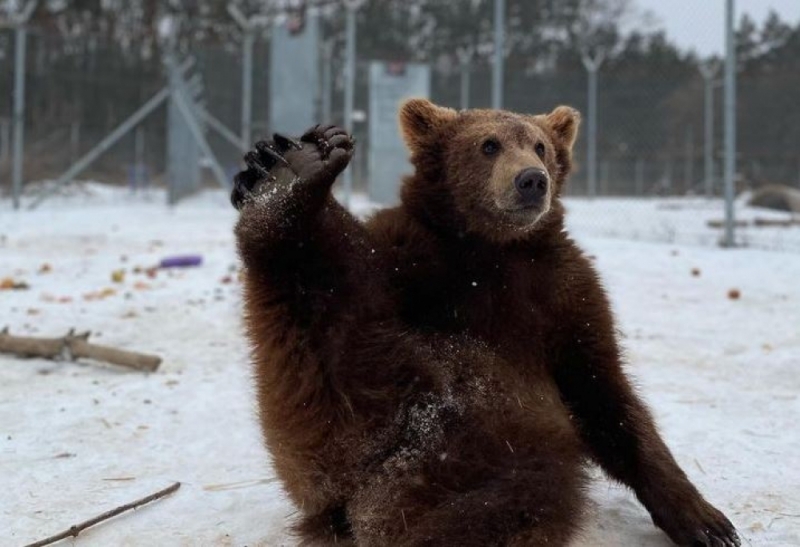 Wrocław i Poznań pomagają zwierzętom z Ukrainy - fot WHITE ROCK Bear Shelter