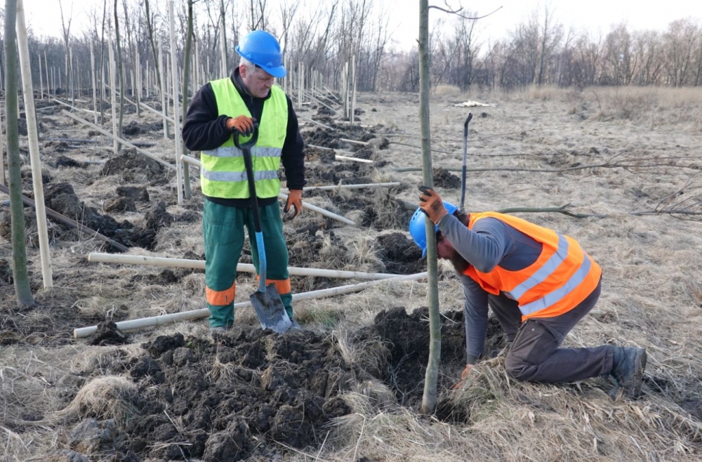 Kopalnia Turów sadzi drzewa by ogrodzić kopalnię od czeskich sąsiadów - fot. Piotr Słowiński