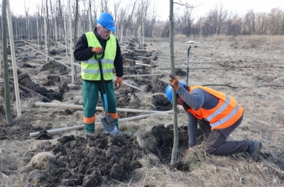Kopalnia Turów sadzi drzewa by ogrodzić kopalnię od czeskich sąsiadów