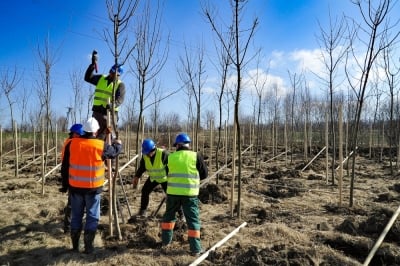 Energetyczne podróże z Radiem Wrocław: Ponad 640 nowych drzew na terenie Kopalni Turów