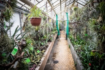 Za oknem śnieg, ale Ogr&oacute;d Botaniczny otworzył się dla zwiedzających