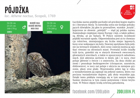 W zoo w Lubinie zamieszkały Pójdźki - 0