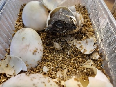 Wrocław: Wielkanocna niespodzianka w ZOO. W terrarium wykluły się ż&oacute;łwie olbrzymie