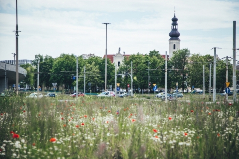 Wrocław w tym roku będzie kontynuował "EKOszenie" - fot. Patrycja Dzwonkowska