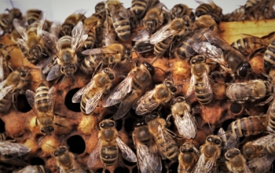 Pszczelarze z Polkowic zawalczą o tytuł wzorowej pasieki