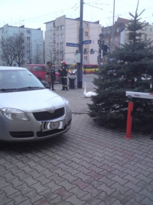 Ranny łabędź w centrum Wrocławia - 0