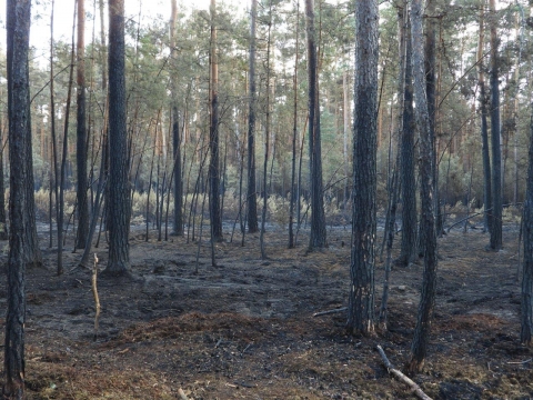 Tylko trzy sosny z Krzywego Lasu koło Bielawy Dolnej przetrwały pożar - 0