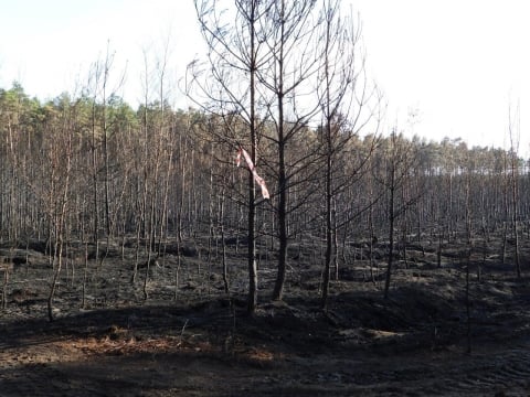 Tylko trzy sosny z Krzywego Lasu koło Bielawy Dolnej przetrwały pożar - 1