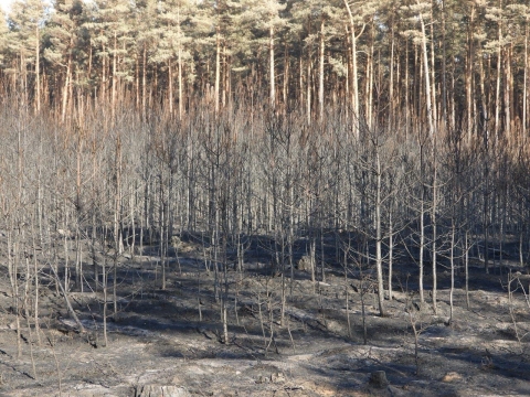Tylko trzy sosny z Krzywego Lasu koło Bielawy Dolnej przetrwały pożar - 3