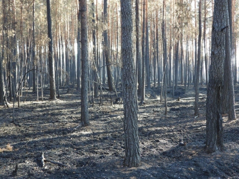 Tylko trzy sosny z Krzywego Lasu koło Bielawy Dolnej przetrwały pożar - 4