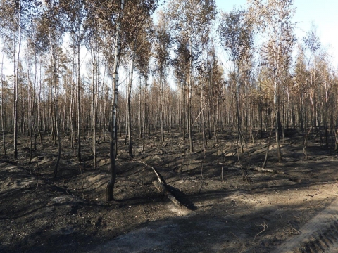 Tylko trzy sosny z Krzywego Lasu koło Bielawy Dolnej przetrwały pożar - 5