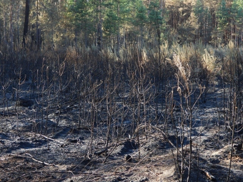 Tylko trzy sosny z Krzywego Lasu koło Bielawy Dolnej przetrwały pożar - 2