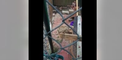 Środa Śląska: Sąsiedzi interweniują w sprawie maltretowanego psa. Właściciel miał go bić łopatą
