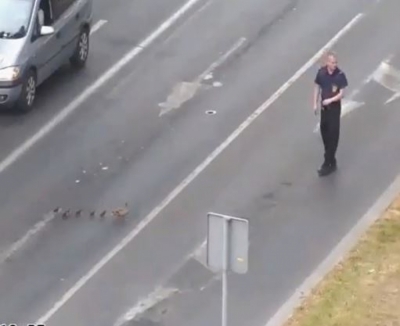 Przyrodnicy i myśliwi z Legnicy fundują kaczkom domy
