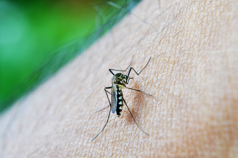 Susza ograniczyła liczbę komarów w mieście - fot. Pixabay (zdjęcie ilustracyjne)