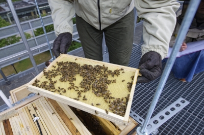 Politechnika zaprasza do... podglądania pszczół. Tak wygląda życie w Ulopolis [KAMERY]