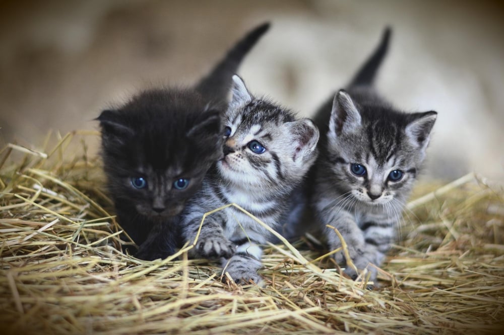 Puszysty problem. Ponad 230 kotów czeka na adopcję  - fot. pixabay (zdjęcie ilustracyjne)