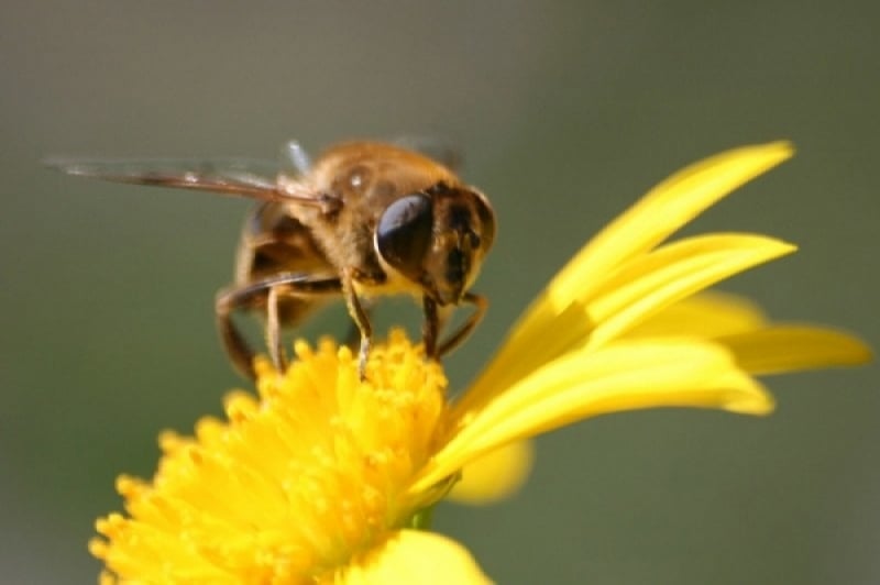 Wrocław: Ogród Botaniczny zaprasza na Dzień Pszczoły - zdjęcie ilustracyjne: fot. josé Fernandes/flickr.com (Creative Commons)