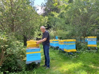 Za darmo pokazują jak żyją pszczoły - pasieka pod Kłodzkiem czeka na chętnych