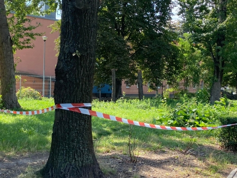 Z centrum Wrocławia znikają kolejne drzewa - tym razem winna susza [ZDJĘCIA] - 0