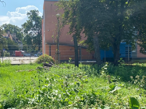 Z centrum Wrocławia znikają kolejne drzewa - tym razem winna susza [ZDJĘCIA] - 1