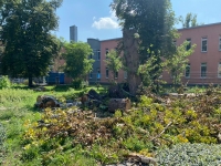 Z centrum Wrocławia znikają kolejne drzewa - tym razem winna susza [ZDJĘCIA]