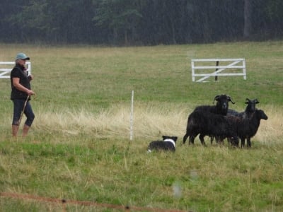 Na łąkach pod Chojnikiem odbyły się zawody dla pasterzy z psami