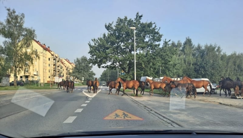 Konie biegały po wrocławskich Stabłowicach. Uciekły z pobliskiej stadniny - fot. Słuchacz
