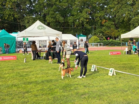 XXIX Międzynarodowa Wystawa Psów Rasowych we Wrocławiu [ZDJĘCIA] - 38