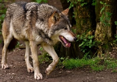 Wilk zagryzł psa w Błażkowej. Myśliwi przestrzegają przed puszczaniem zwierząt luzem