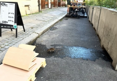 Walka ze szczurami rozpoczęta. We Wrocławiu trwa jesienna deratyzacja