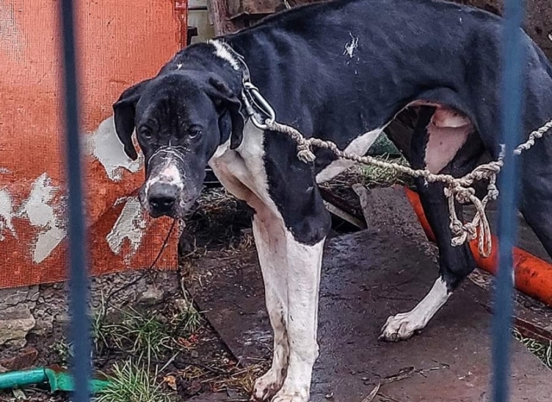 Aktywistka odebrała psa, teraz grozi jej kara więzienia - fot. Dolnośląska Straż ds. Zwierząt