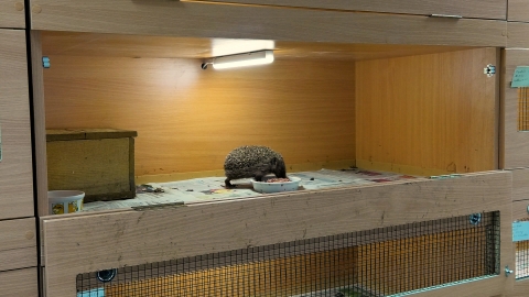 W Kłodzku powstał szpital dla jeży - 4