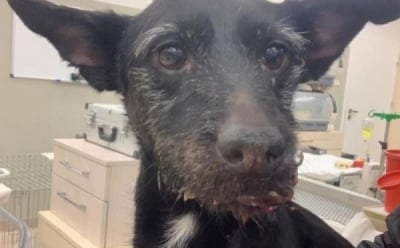 Znęcał się nad swoim psem, a teraz "ucieka przed prawem"
