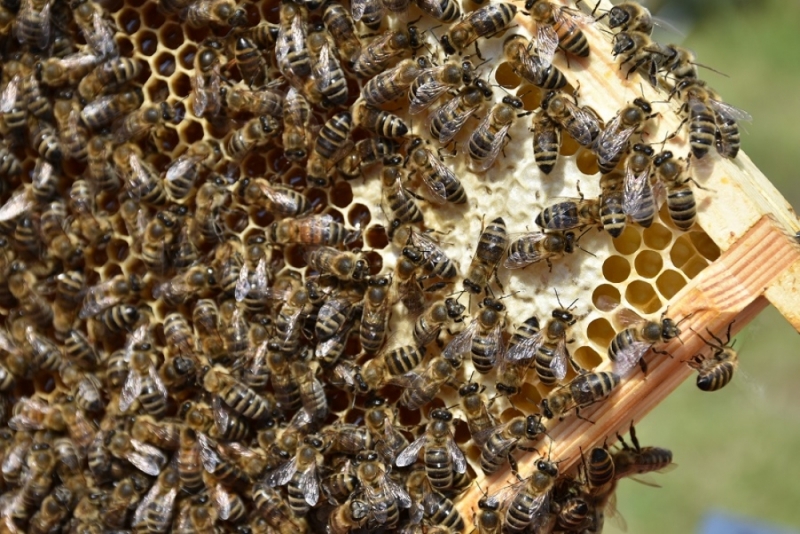 Wałbrzyskie pszczoły mieszkają w ulach z elektrośmieci - fot: materiały prasowe