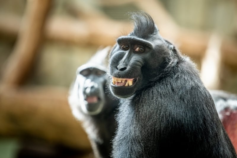 Małpy robią małpie figle. Nie tylko 14 grudnia - Fot: Zoo Wrocław