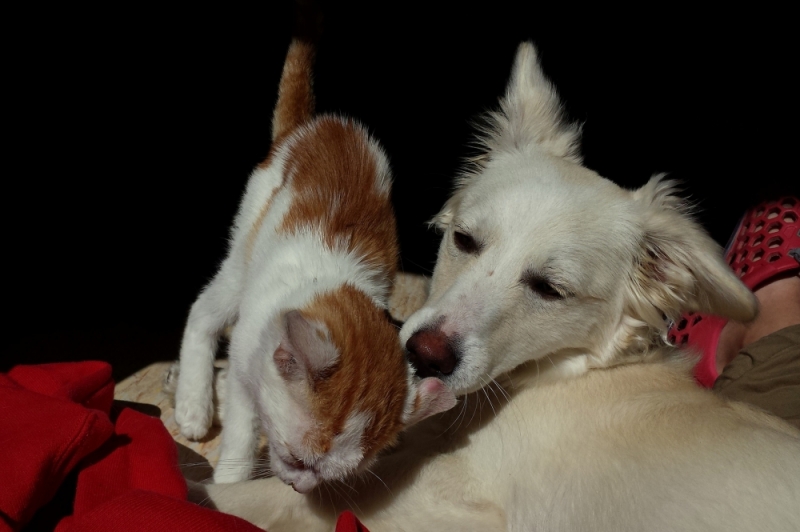 Wieczór z Dolnego Śląska: Do serca przytul psa, weź na kolana kota...  - Fot: zdjęcie ilustracyjne Pixabay
