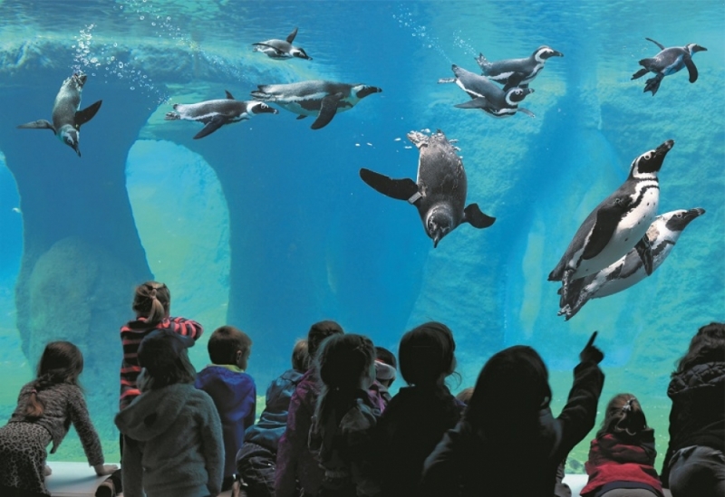 Kolejny "rok sukcesów" wrocławskiego Ogrodu Zoologicznego [ZDJĘCIA] - fot. ZOO Wrocław