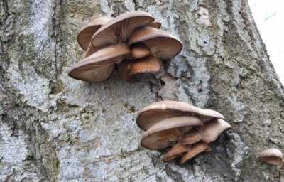 W kalendarzu zima, a w dolnośląskich lasach wciąż można zbierać grzyby